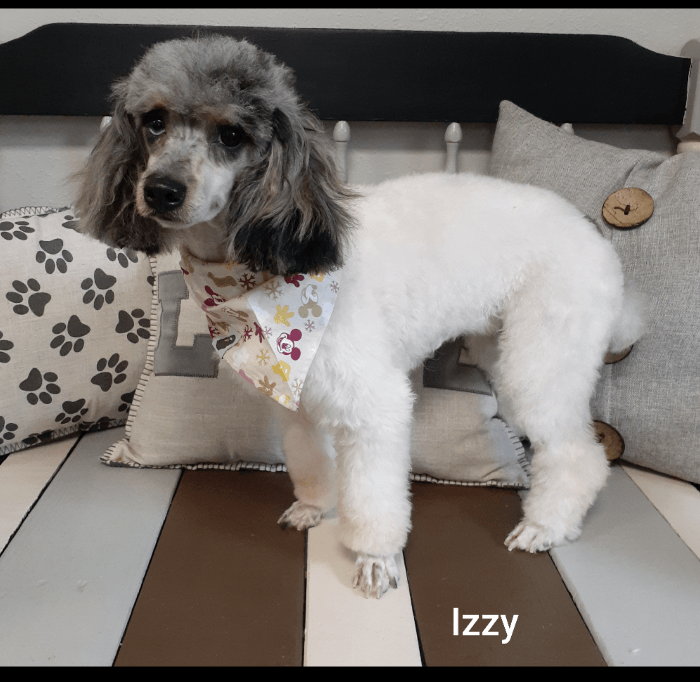 Poodles Petit Jean Puppies